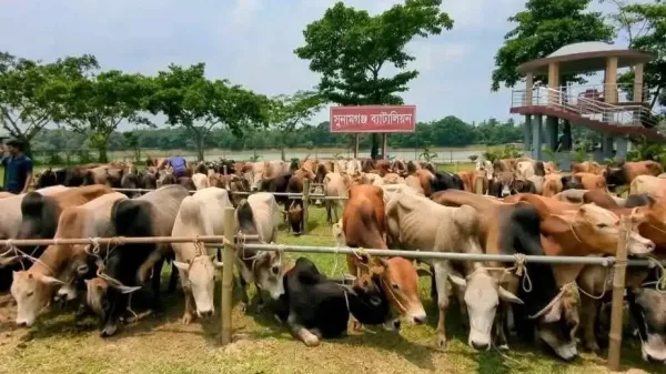“ছাতক-দোয়ারাবাজার সীমান্ত পথে ভারতীয় গরু-মহিষ পাচার”